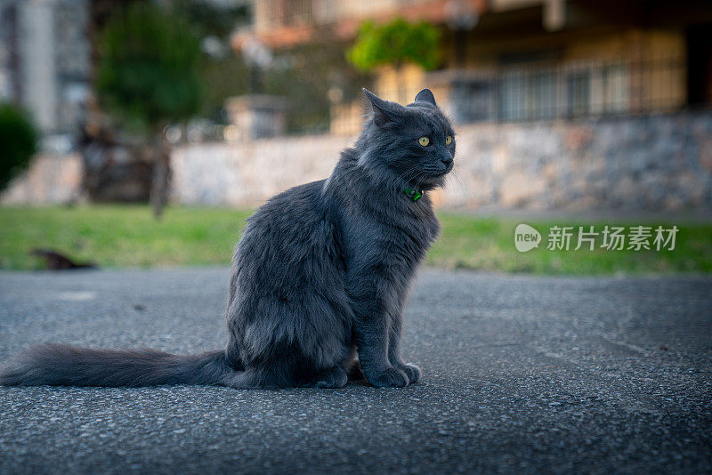 可爱的猫在街上走。对焦眼睛，背景和前景模糊/模糊